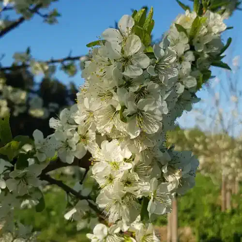 Plum blossom